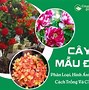 Cách Chăm Cây Mẫu Đơn Đỏ