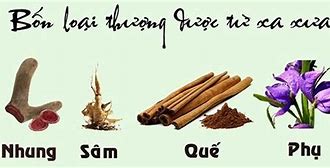 Những Bài Thuốc Từ Nhan Sâm Nhung Quế Phụ Trong