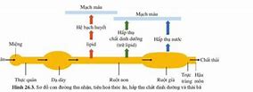 Sự Vận Chuyển Các Chất Ở Động Vật